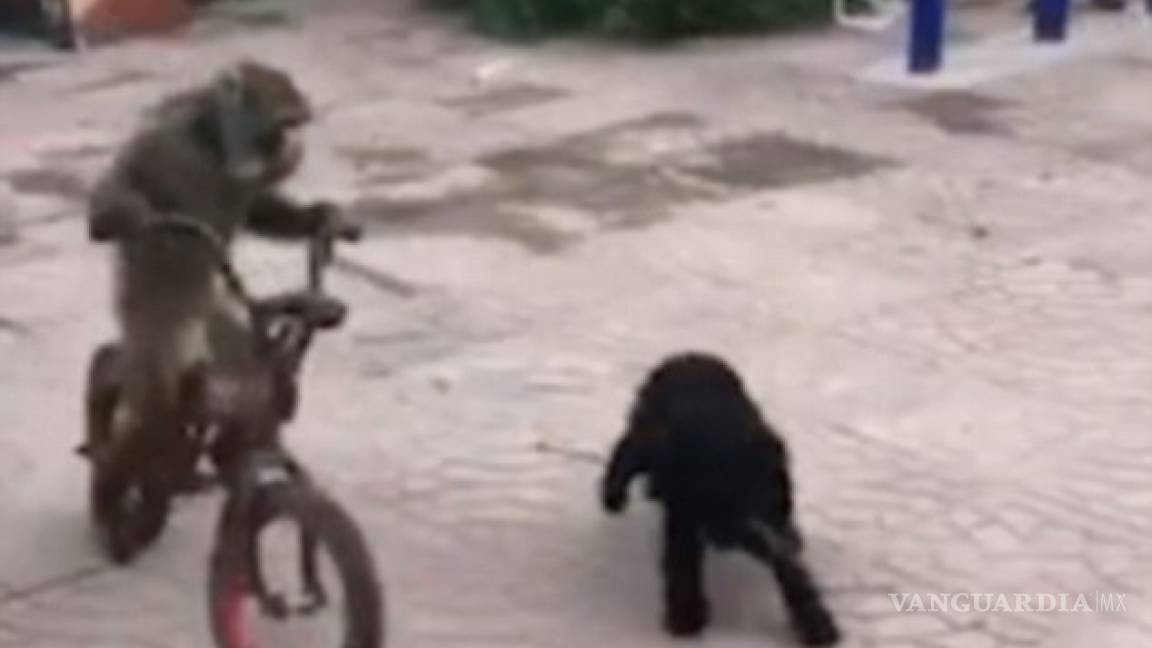 Perro persigue una bicicleta... en la que va montado un mono (VIDEO)