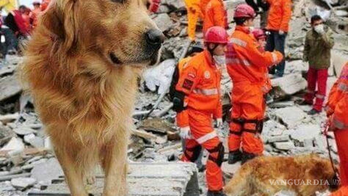 $!Perros rescatistas, héroes de cuatro patas del sismo (fotos/videos)