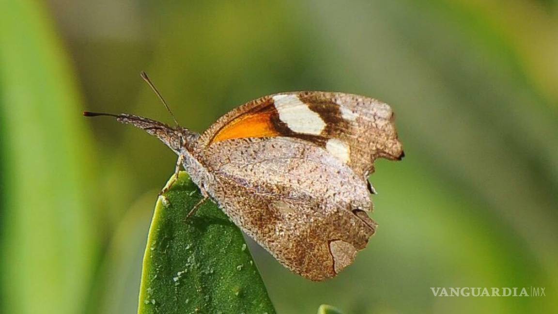 Detectan migración de mariposas texanas en Coahuila