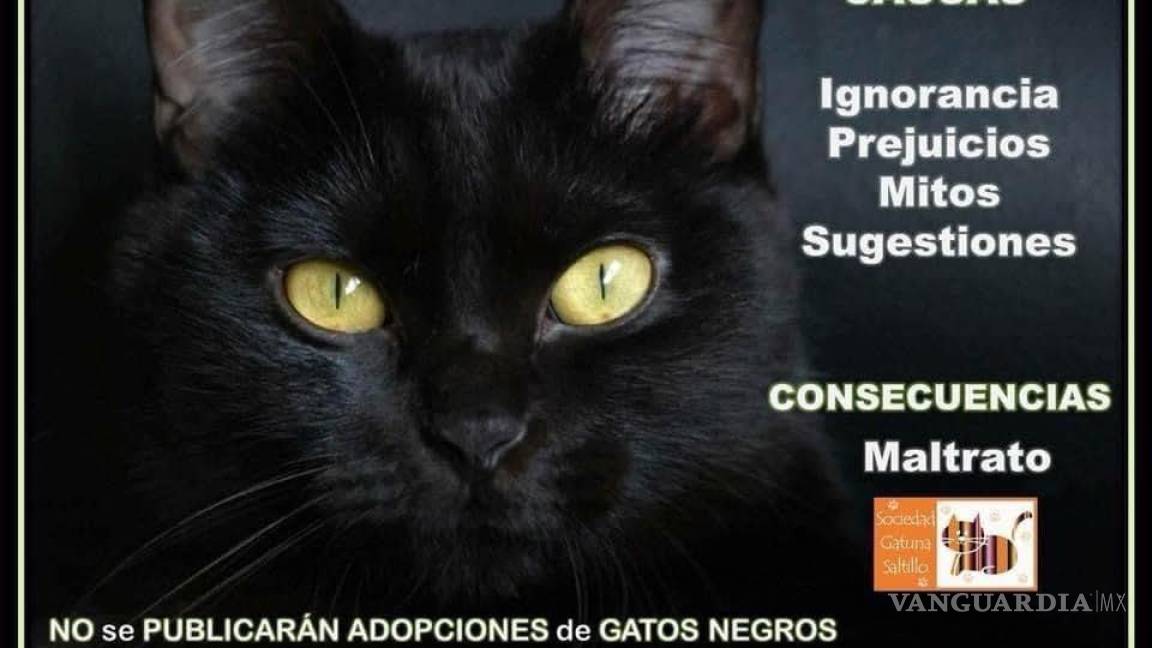 ¿Tienes un gatito? ¡Cuidado! Alertan no dar en adopción a michis negros y blancos durante octubre