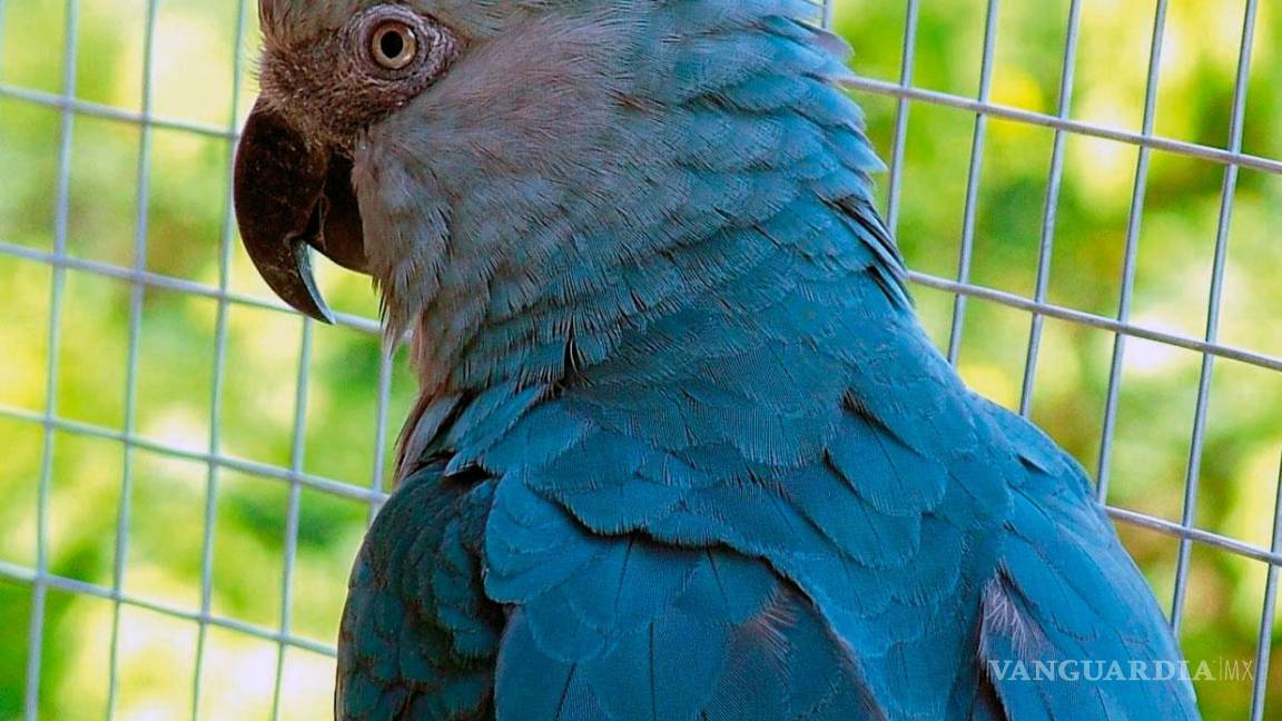 $!Prácticamente ya no existe el guacamayo de Spix, el que salió en la película Río
