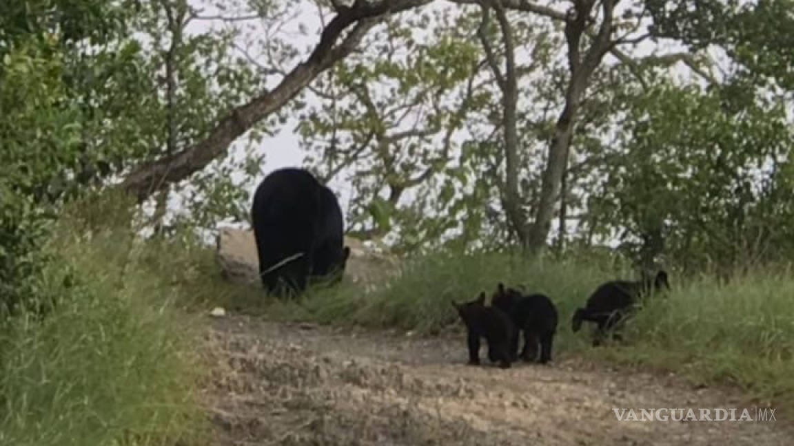 Tremendo susto se lleva pareja al toparse a familia de osos en Chipinque, Nuevo León