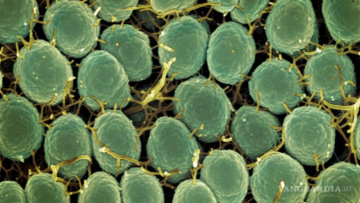 Infecciones de transmisión sexual: Descubren nueva cepa de hongo sumamente contagiosa