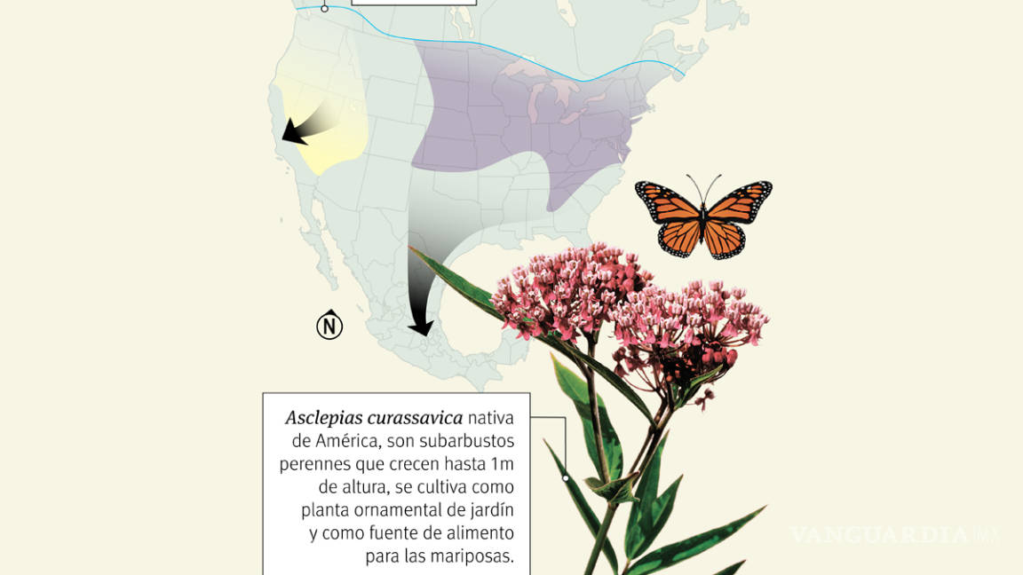 $!La cigüeña de mariposas