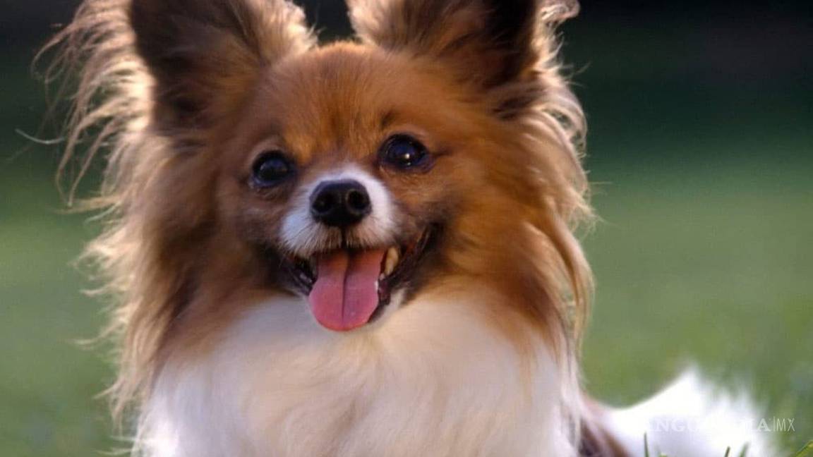 $!¿Cuáles son las 10 razas de perros más inteligentes?