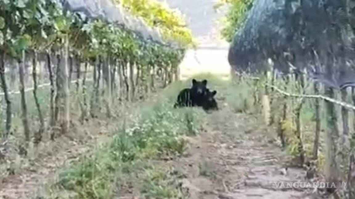 ‘Visitan’ osos viñedo de Bodegas del Viento en la sierra de Arteaga