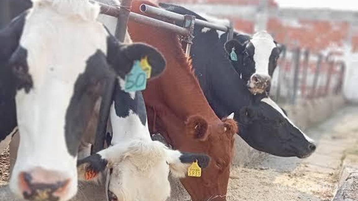 Alerta en La Laguna: Falta de agua reduce siembras y afecta al ganado