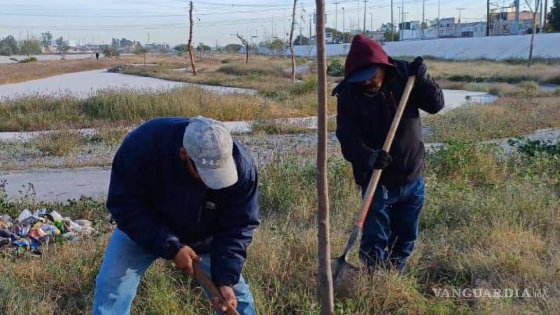 Torreón: explican procedimiento para obtener permiso de trasplante de árboles