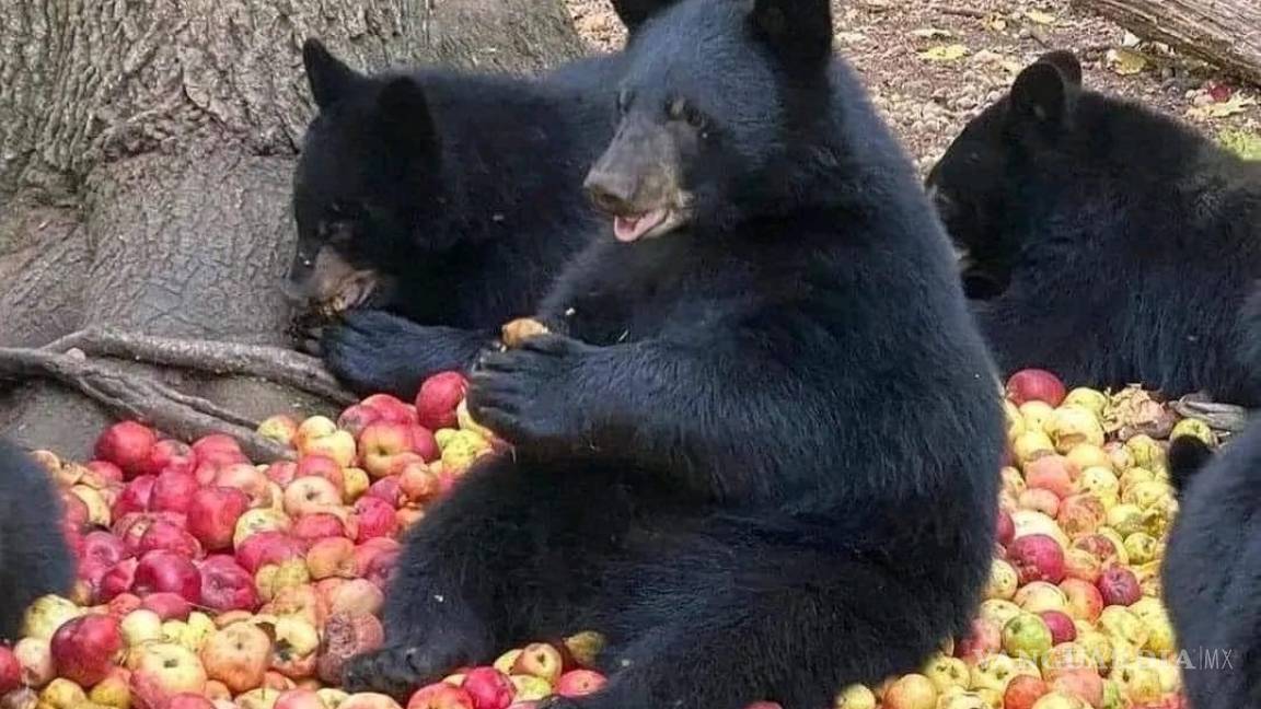 ¡Oh desilusión! Osos felices comiendo manzanas no son de Arteaga