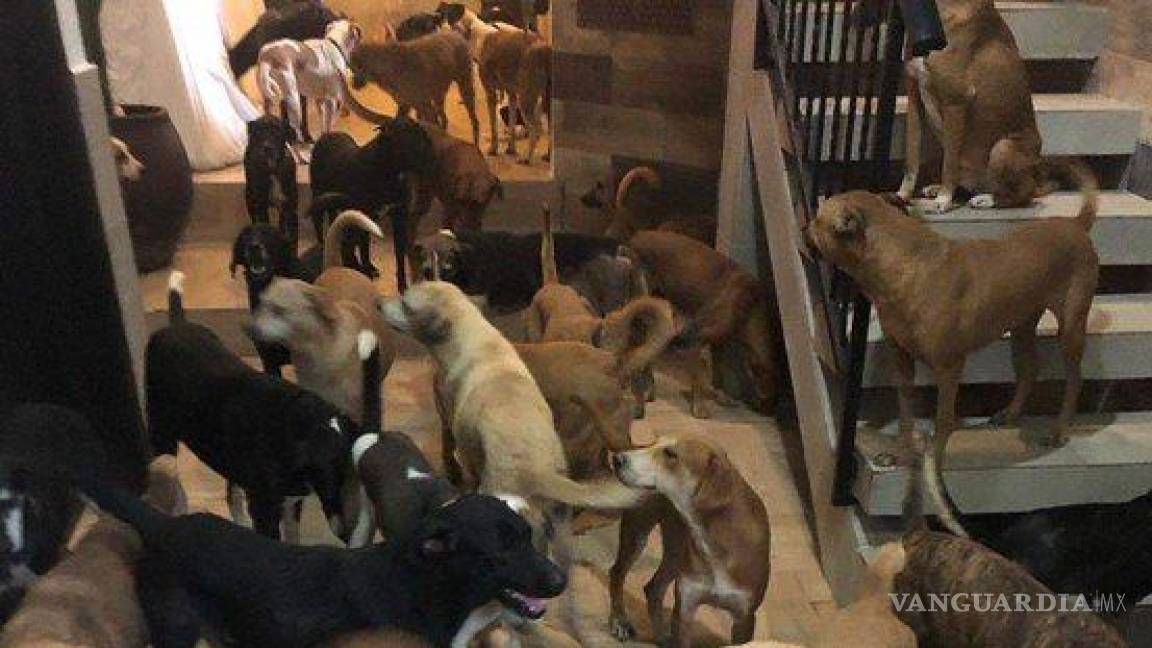 Cientos de perros de la calle fueron protegidos del huracán Beryl en Quintana Roo