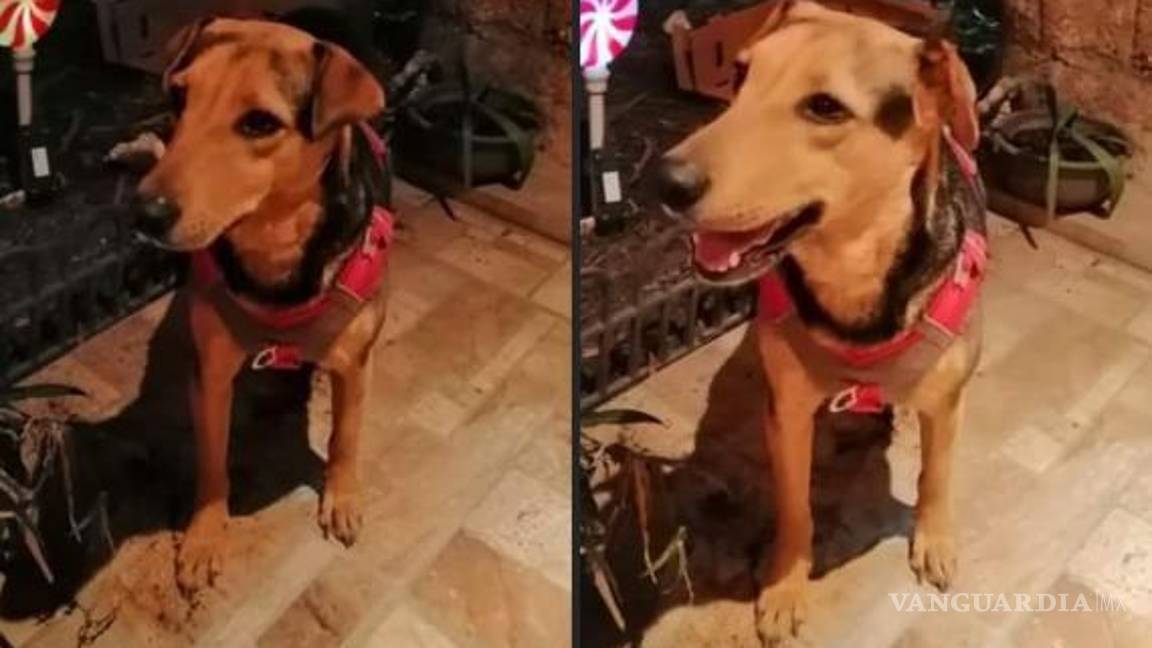 $!Publicación de búsqueda por mascota perdida.