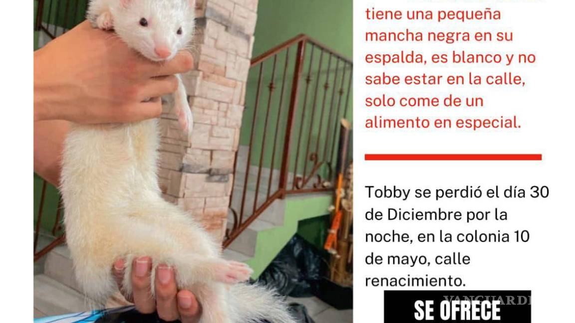 Buscan a Tobby, hurón perdido en Frontera; familia ofrece 10 mil pesos de recompensa