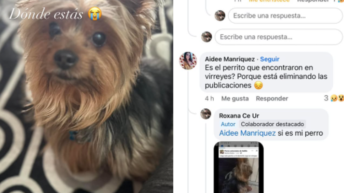 $!La familia de Cody ofrece una recompensa de $10,000 a quien ayude a encontrar al perro perdido.