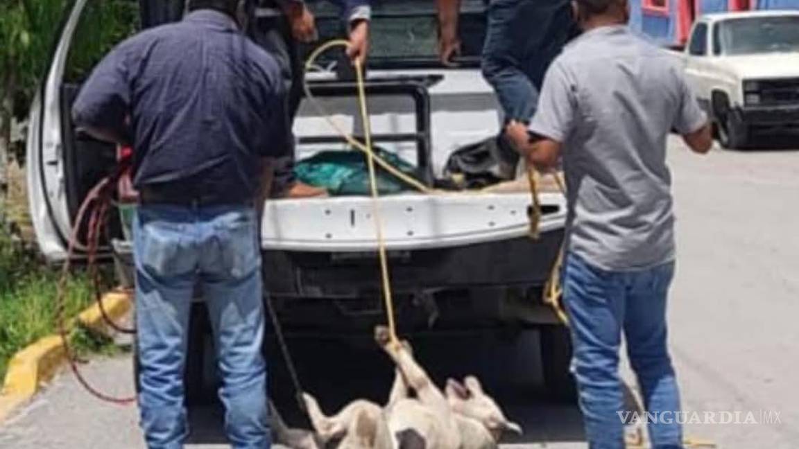 $!La patrulla ambiental utilizó cuerdas improvisadas para someter a los perros, lo que provocó indignación entre vecinos que presenciaron el operativo.