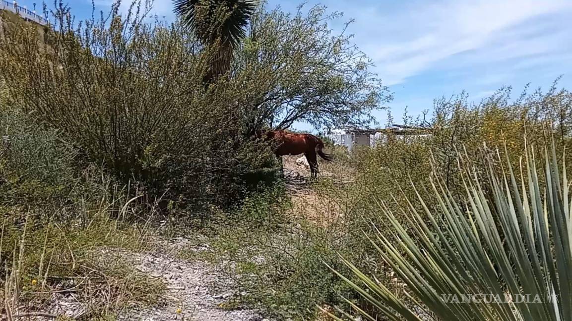 $!Caballos amarrados en la explanada reflejan la falta de control y vigilancia en el sitio.