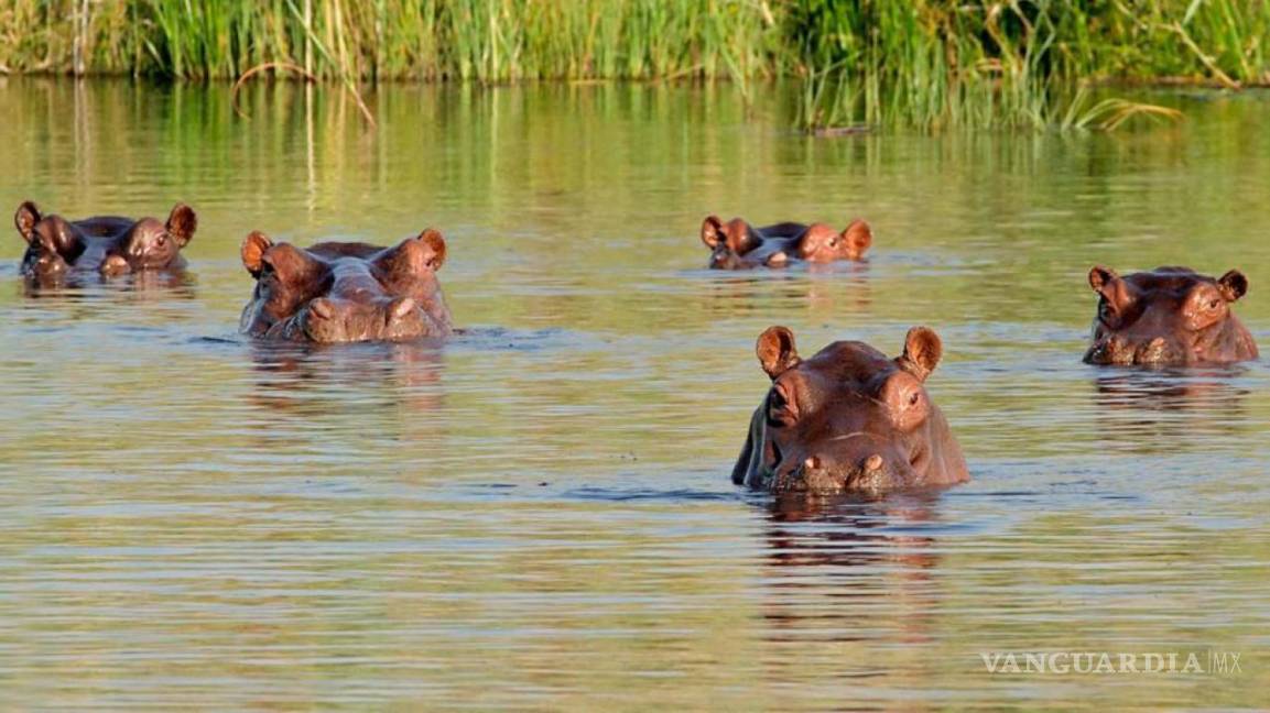 $!La manada de hipopótamos ha alterado gravemente los ecosistemas del río Magdalena, contaminando el agua con sus desechos