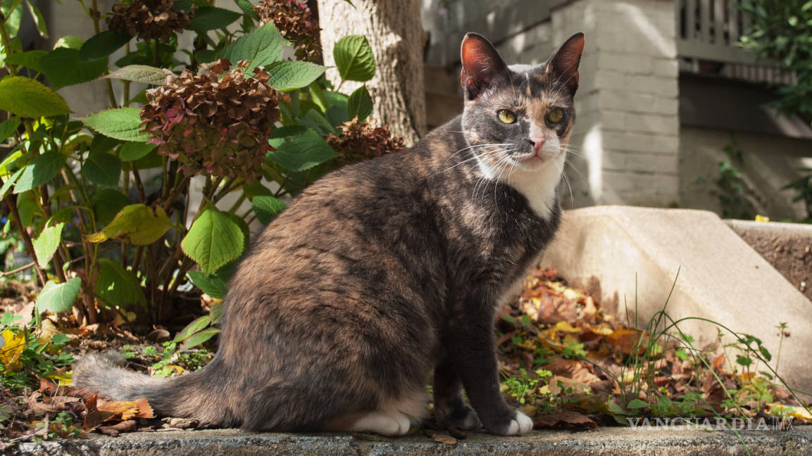 $!¿Cuántos gatos viven en la calle?, en Washington van a realizar un censo