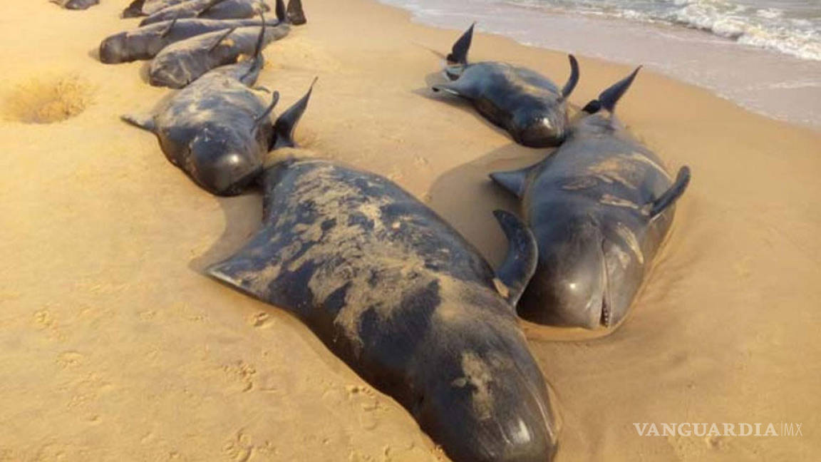 Más de 80 ballenas encallan en costas de la India