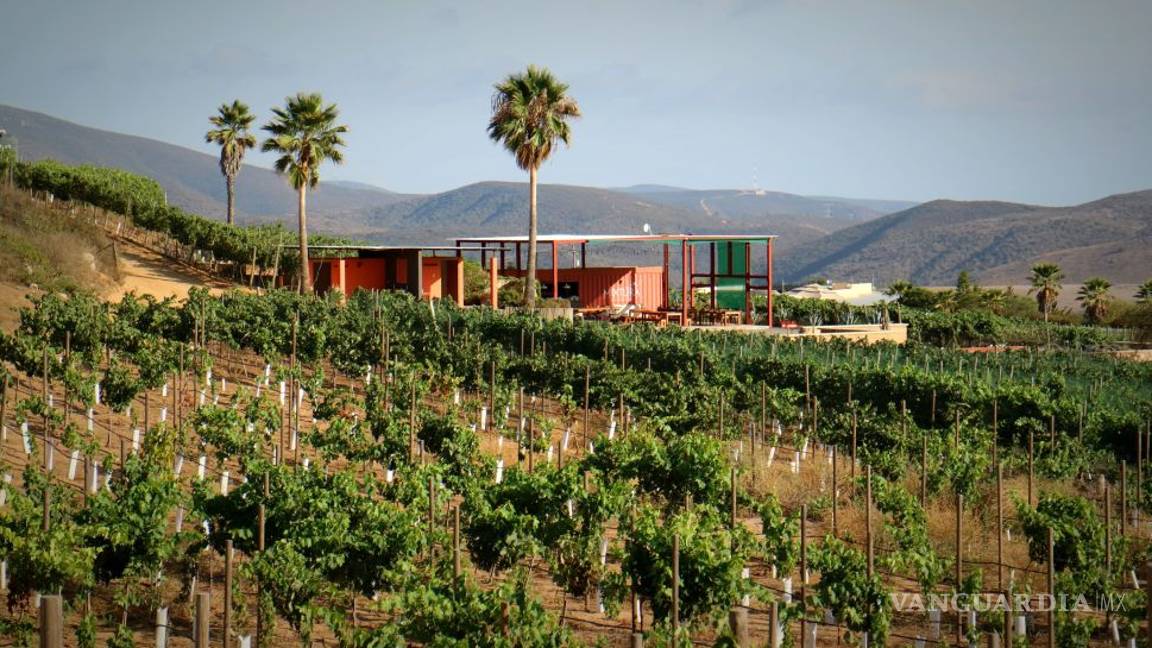 $!Salieron políticos 'buenos' (y vivos) para el vino: aprovechan apoyos federales para sus viñedos