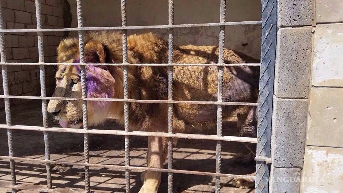 $!Animales en zoológico de Yemen recurren al canibalismo
