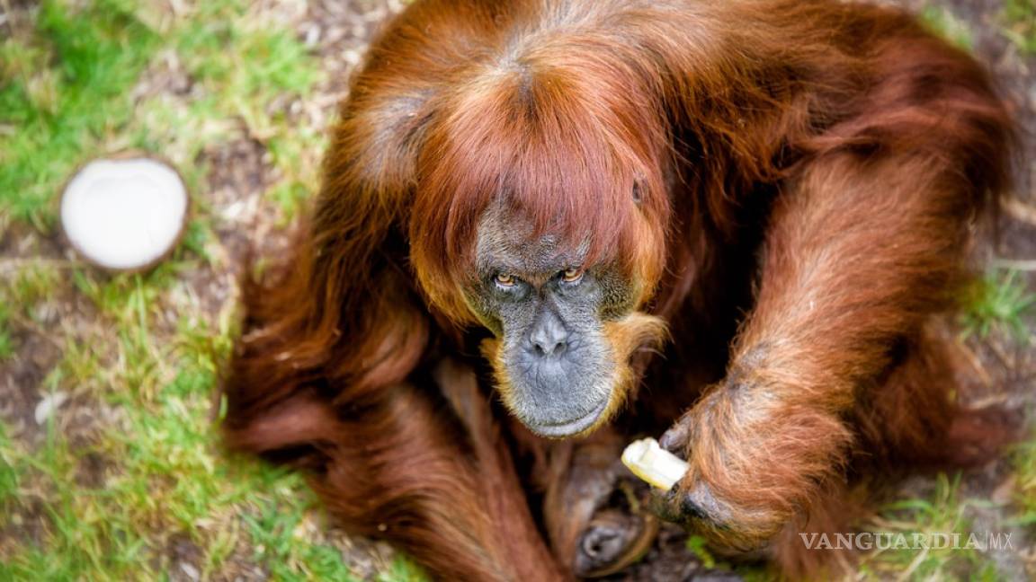 Puan, el orangután más viejo del mundo muere en un zoo australiano
