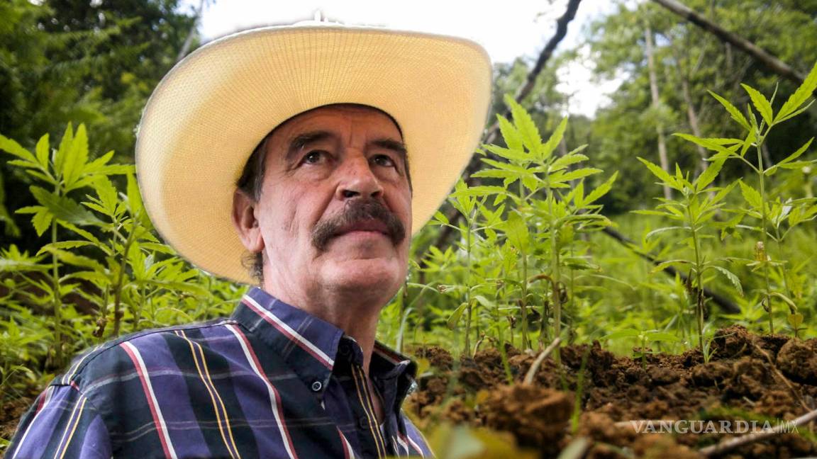 Fox a favor de la mariguana pide a Sánchez Cordero presentar iniciativa para su legalización