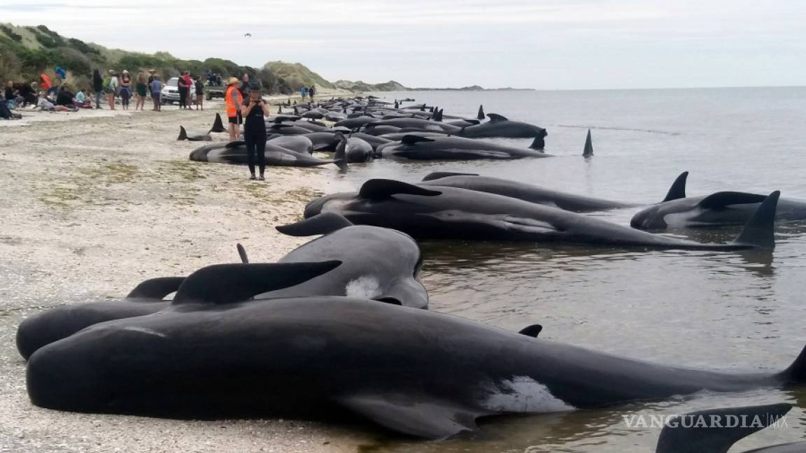 Más ballenas encallan en Nueva Zelanda, suben el total a 650