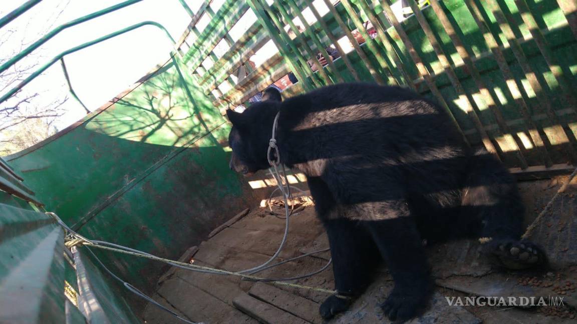 Queda atrapado oso entre alambres de púas en Frontera, Coahuila; Protección Civil lo rescata
