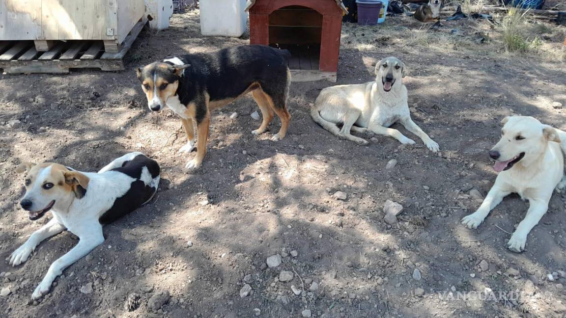 De nuevo UAAAN ‘hace el feo’ a inquilinos del refugio canino; buscan hogar temporal para perritos