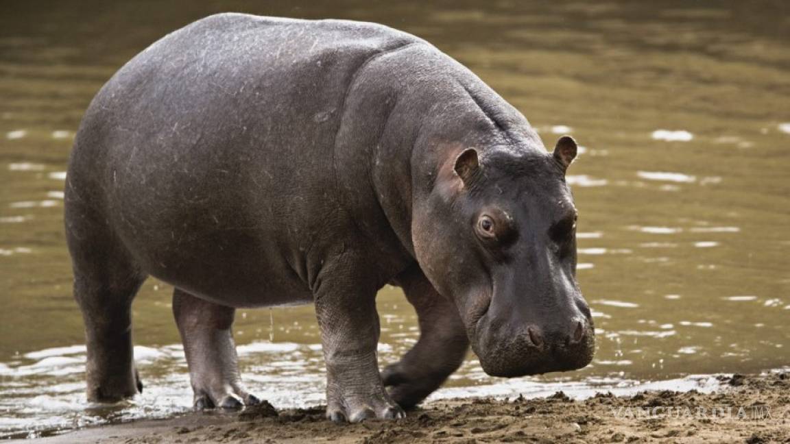 Protestan en Villahermosa por muerte de hipopótamos