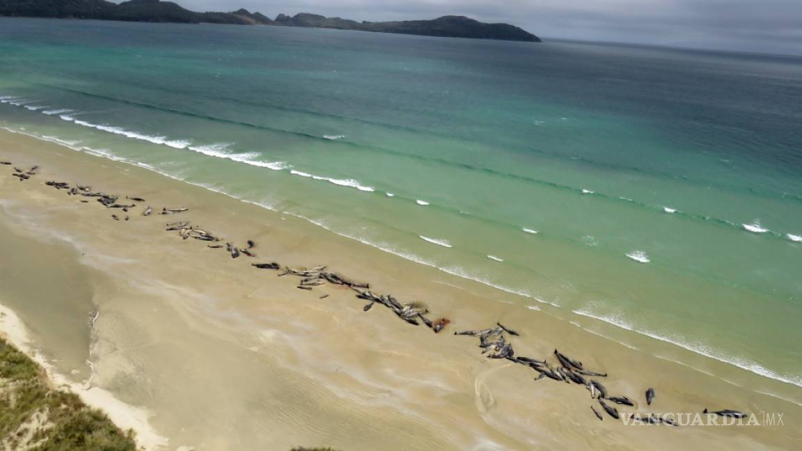 Mueren 145 ballenas piloto encalladas en Nueva Zelanda