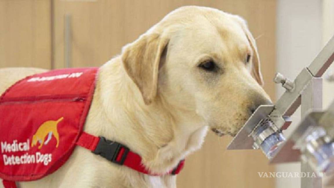 ¿Es posible entrenar a perros para que huelan y detecten el COVID?