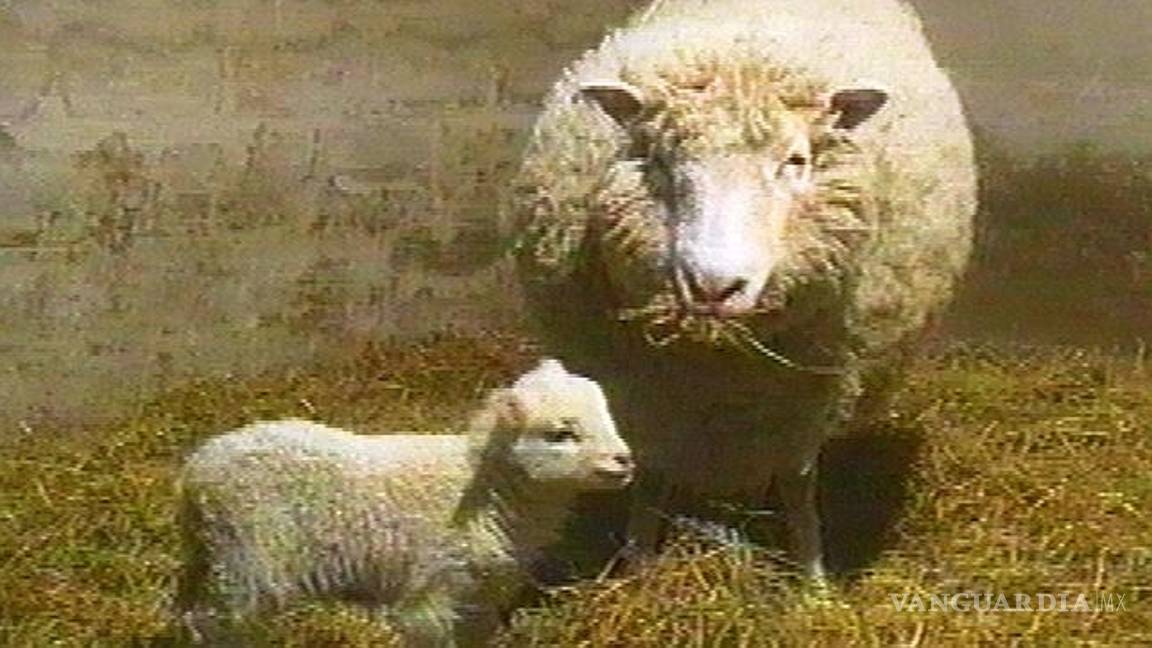 $!A 20 años de la clonación de Dolly, un hito de la genética