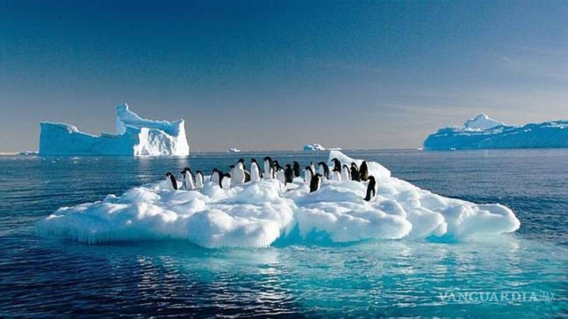 Iceberg gigante diezmó la población de pingüinos Adelaida en la Antártida