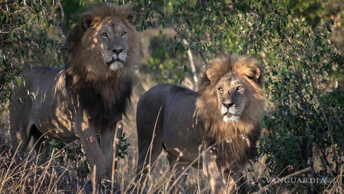 Leones devoran a presunto cazador furtivo en Sudáfrica