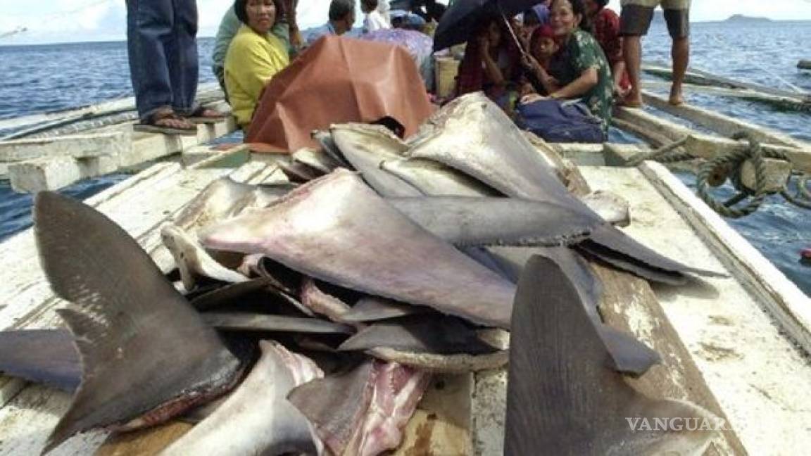 Legisladores de EU proponen prohibir la venta de aleta de tiburón