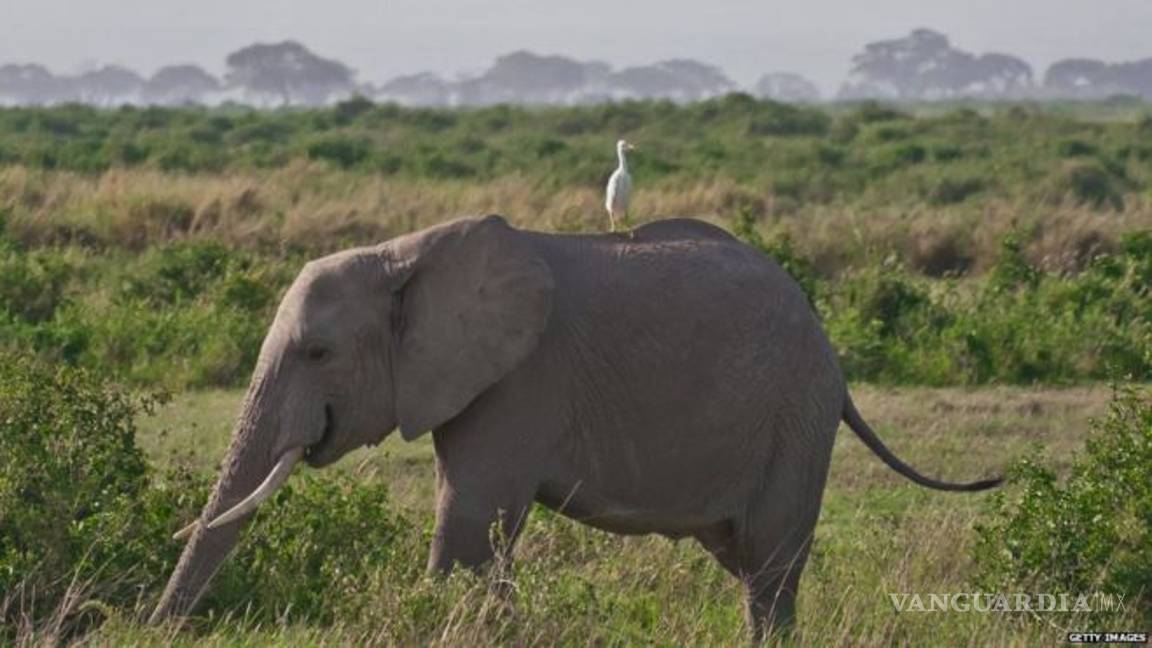 $!La extinción predomina en las especies de animales grandes y pequeñas