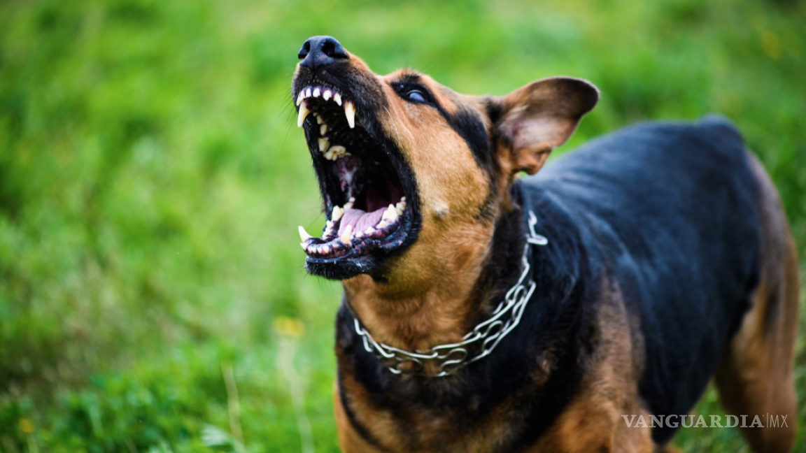 Atacan perros a menor en Piedras Negras; dueña negó hacerse responsable