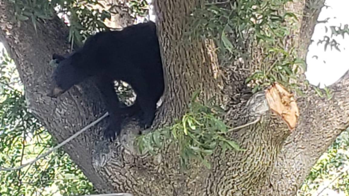 Reportan avistamiento de oso en Parras; autoridades no arriban para su captura