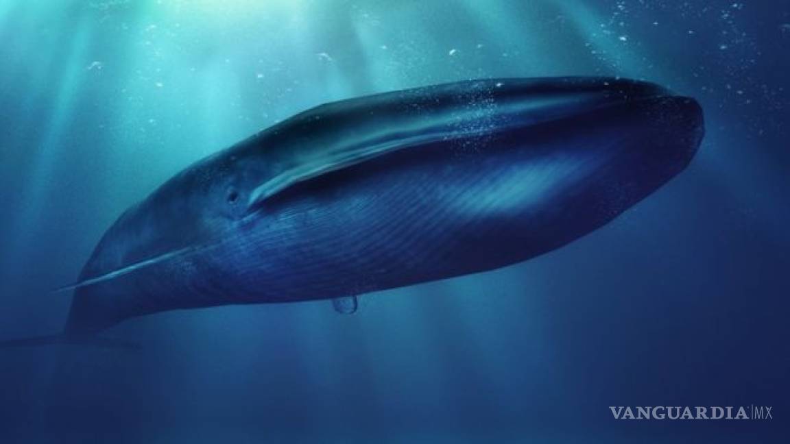 Tabasco en alerta por el siniestro juego de la ‘ballena azul’