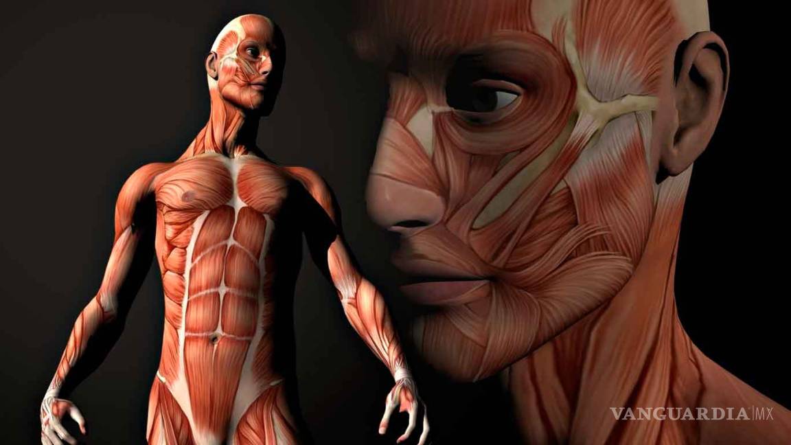 Descubren una característica de la anatomía humana que afecta la función de todos los órganos