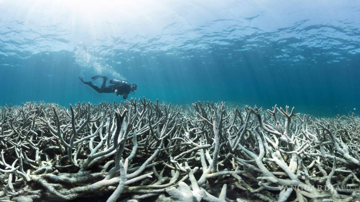 La perspectiva de salud de la Gran Barrera de Coral se redujo a &quot;muy pobre&quot; debido al calentamiento del océano