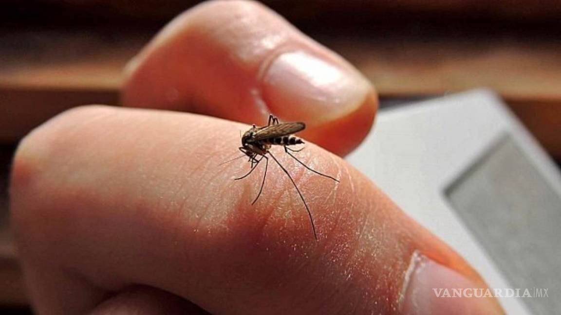 Reporta Piedras Negras hasta el momento 35 casos de dengue