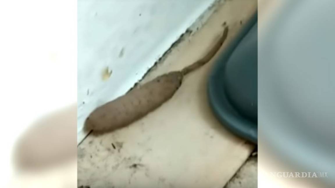 El repugnante &quot;gusano rata&quot; que horrorizó a una mujer en Reino Unido y se volvió viral (Video)