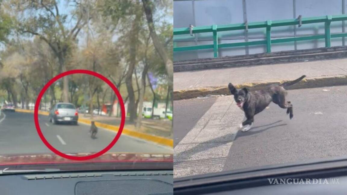 ¡Hijos de su PM!... conductor abandona a perrito en pleno Viaducto de CDMX (video)