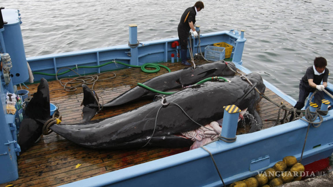Japón volverá a cazar ballenas en julio próximo