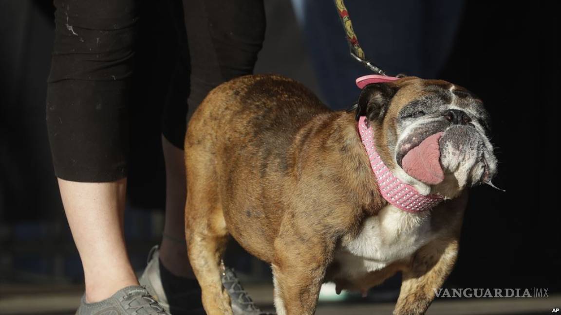 Bulldog inglés gana título del ‘Perro Más Feo del Mundo’