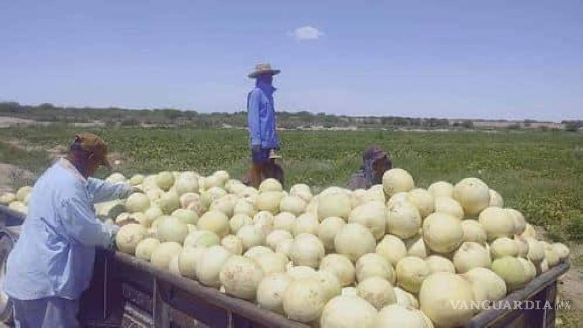 Productores de melón de la Laguna de Coahuila piden una adecuada comercialización