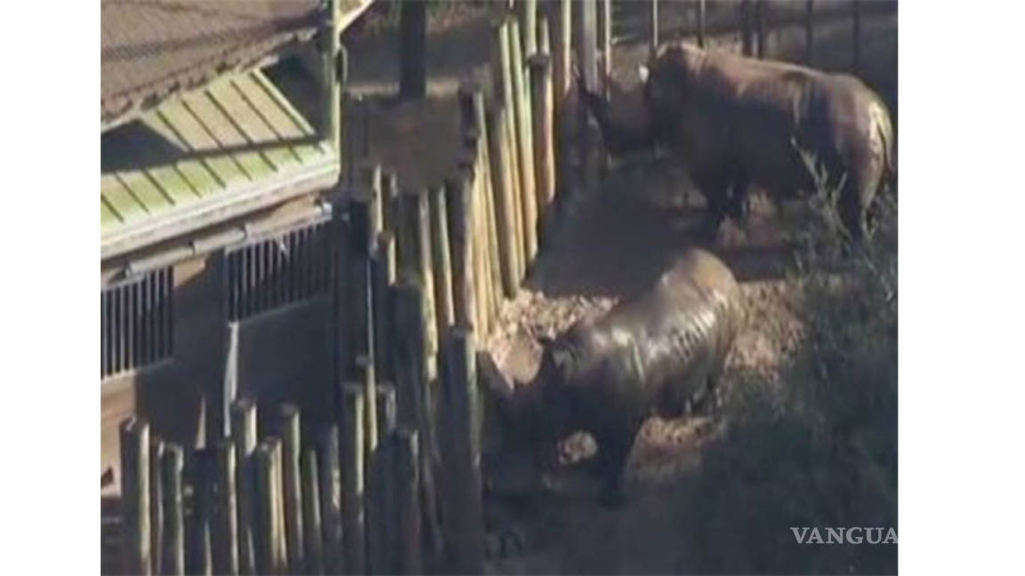 Niña resulta herida tras caer a zona de rinocerontes en zoológico de Florida