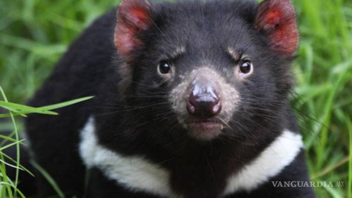 Evolución salva a los demonios de Tasmania de morir de cáncer